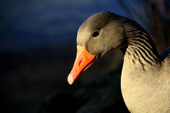 In the right place, geese are a good choice for a conservation project.